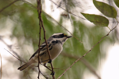 Black-throated Gray Warbler 1