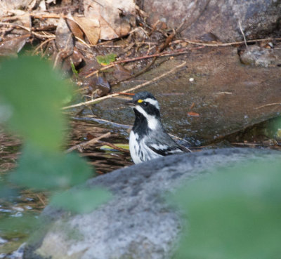 Black-throated Gray Warbler 2