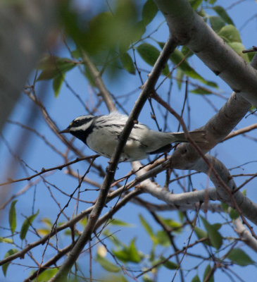 Black-throated Gray Warbler 3
