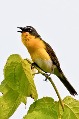 Yellow-breasted Chat 1