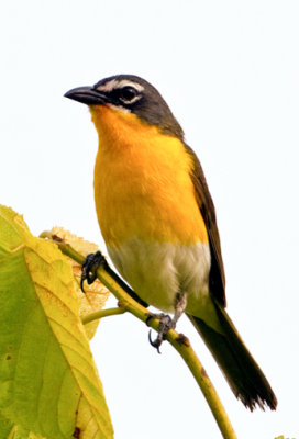 Yellow-breasted Chat 2