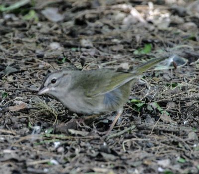 Olive Sparrow 3