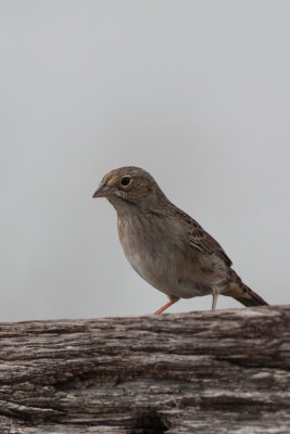 Cassin's Sparrow 1