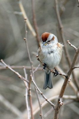 American Tree Sparrow 1