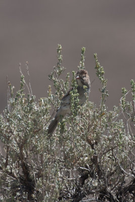 Brewer's Sparrow 2