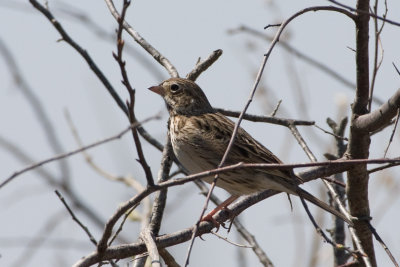Vesper Sparrow 1
