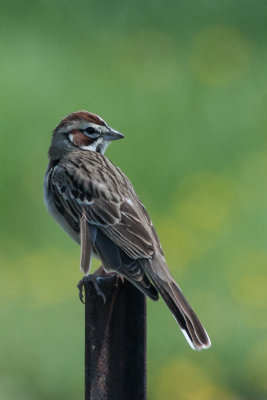 Lark Sparrow 1