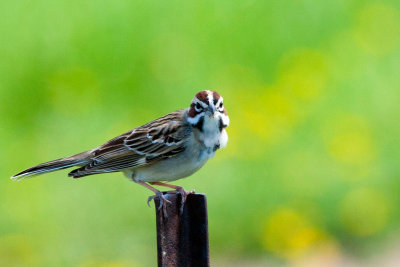 Lark Sparrow 2