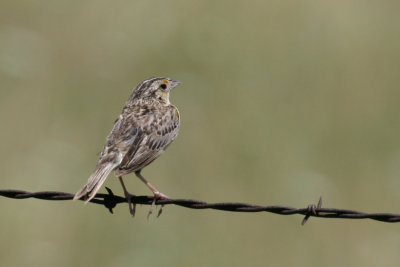 Grasshopper Sparrow 1