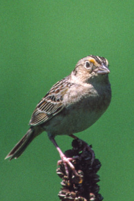 Grasshopper Sparrow 3