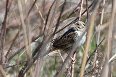 Henslows Sparrow 3