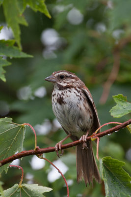 Song Sparrow 3