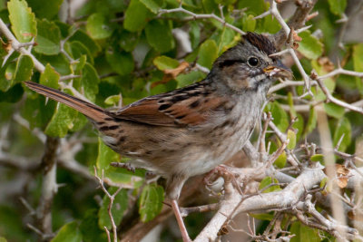 Swamp Sparrow 1