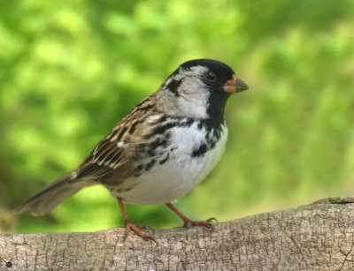 Harris's Sparrow 2