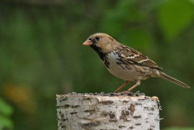 Harris's Sparrow 3