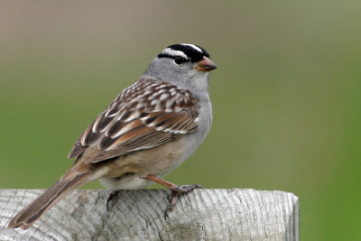 White-crowned Sparrow 1