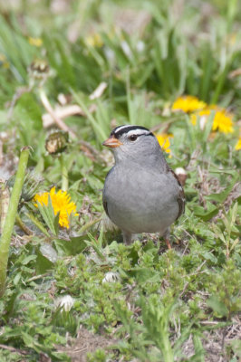 White-crowned Sparrow 3