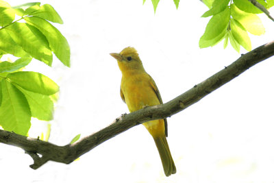 Summer Tanager 1