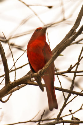 Summer Tanager 2