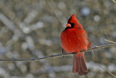 Northern Cardinal 1