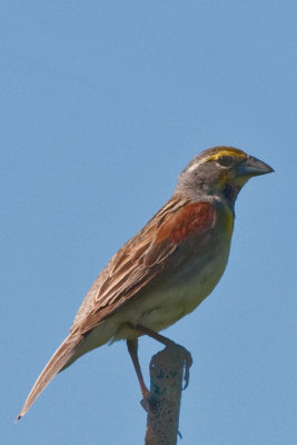 Tanagers, Grosbeaks, and Buntings