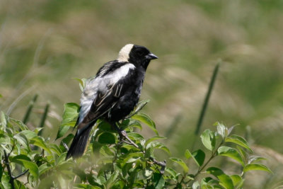 Bobolink 1