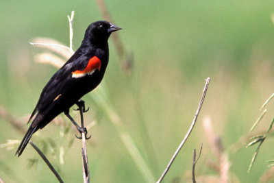 Red-winged Blackbird 1