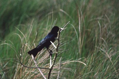 Boat-tailed Grackle 1