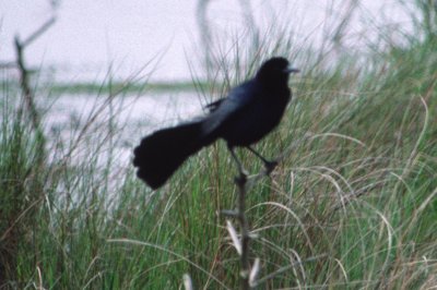 Boat-tailed Grackle 2