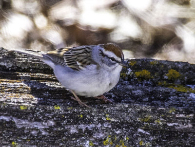 Chipping Sparrow 4