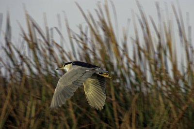 Black-crowned Night Heron 2