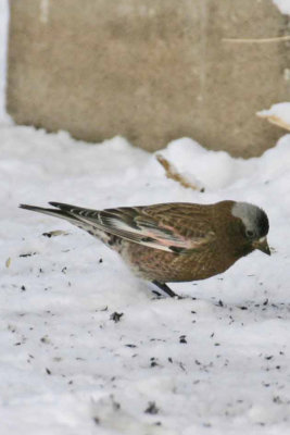 Gray-crowned Rosy-Finch 2