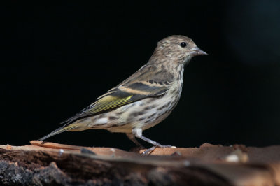Pine Siskin 3