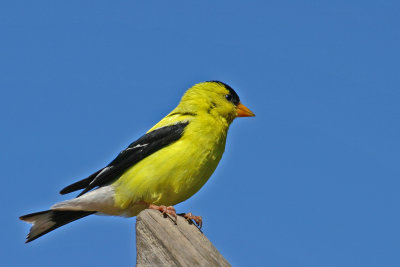 American Goldfinch 1