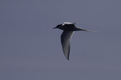 Gulls, Terns, Skimmers, and Jaegers