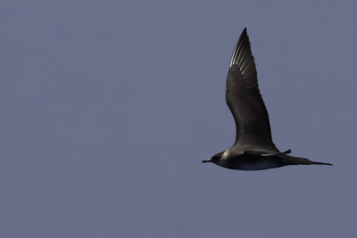 Jaegers and Auklets