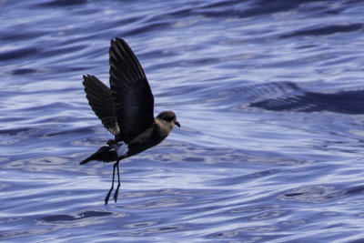 Fulmars, Shearwaters, Petrels & Storm-Petrels