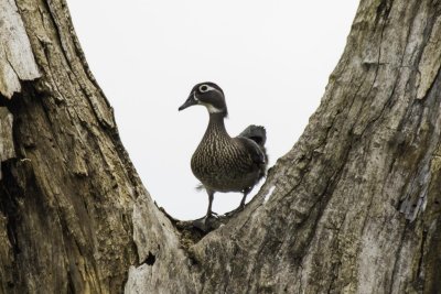 Ducks, Geese, and Swans