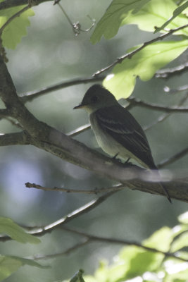 Flycatchers and Becards