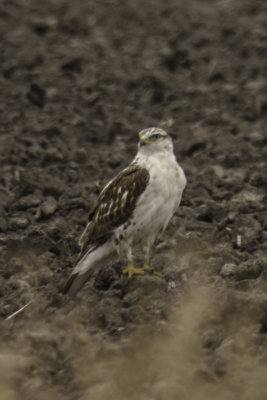 Ferruginous Hawk 1