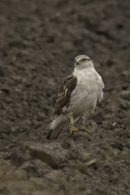 Ospreys, Kites, Eagles, and Hawks