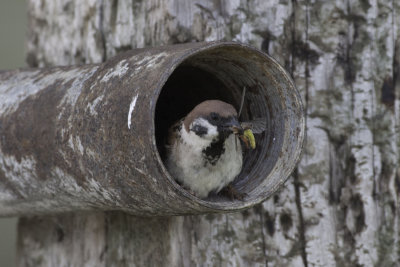 Old World Sparrows