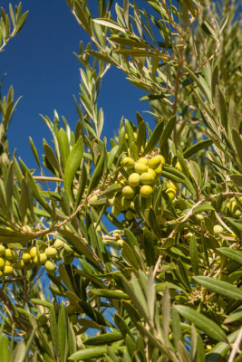 Olive Close-ups Proofs - 10/8/13