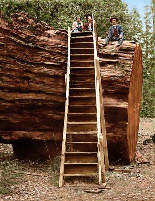 2002 Big Tree Ladder2.jpg