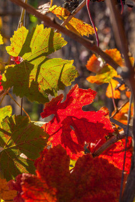 M - Lodi_14-051_Lunchroom Mid .jpg