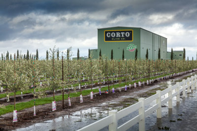 Corto Olive - Winter Storm Olive Crop proofs - 01/19/16