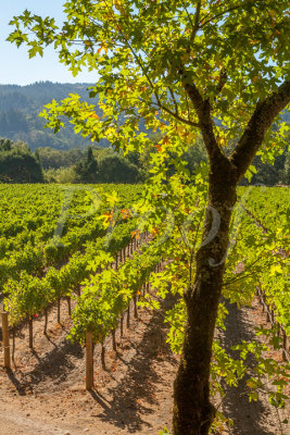 L - Alternate Napa16-019_Proof.jpg