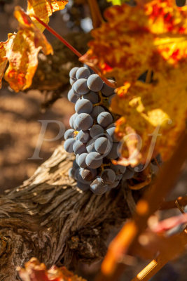 P - Napa16-056_Business Spotlight.jpg