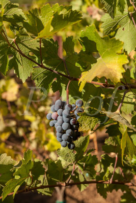 Napa16-058_Proof.jpg