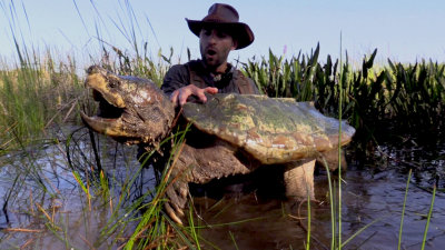 Snapper